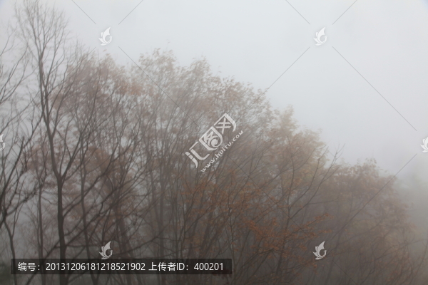 濃霧中的樹林