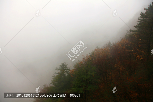濃霧籠罩的山坡樹林