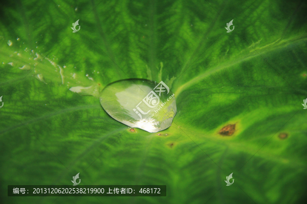 綠色,水滴,荷葉