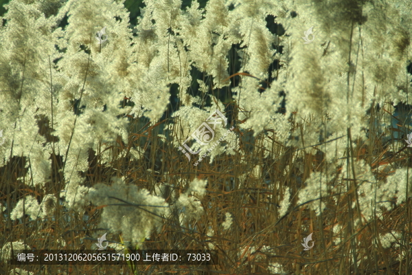 蘆葦,蘆花,蘆葦塘