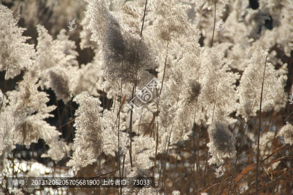 蘆葦,,,蘆花,,,蘆葦塘