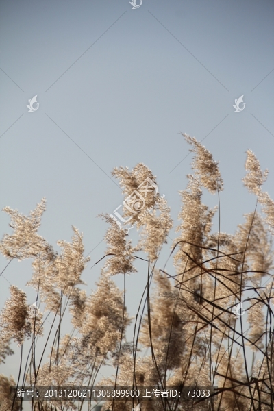 蘆葦,,,蘆花,,蘆葦叢