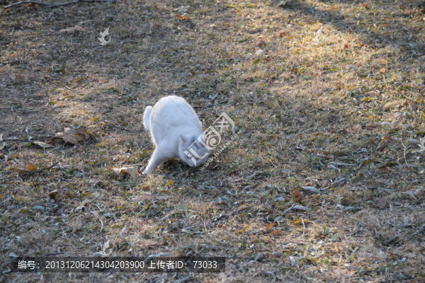 貓咪,,賣萌貓咪,,寵物貓