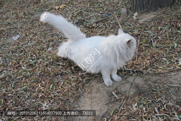 貓咪,,賣萌貓咪,伸懶腰