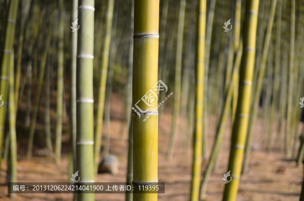 廣東韶關(guān)南雄帽子峰竹林