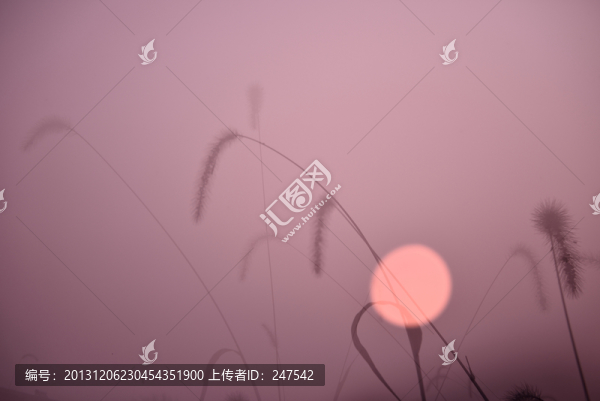 朝霞野草