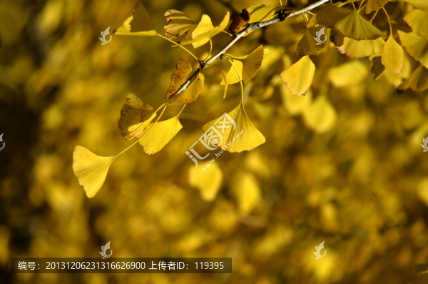 廣東韶關(guān)南雄帽子峰杏葉