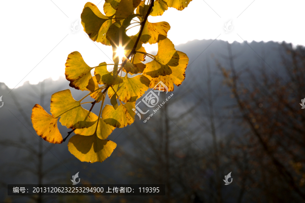 廣東韶關(guān)南雄帽子峰杏葉