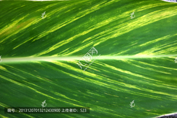 葉子花紋