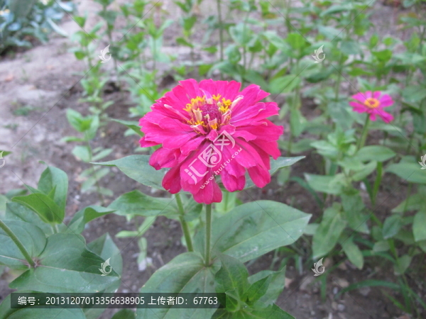 花