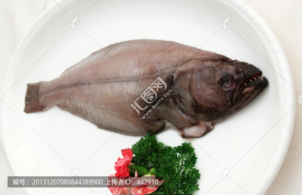 鴉片魚