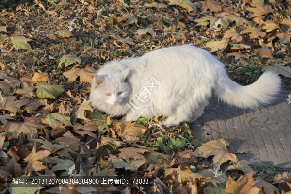 貓咪,,賣萌貓咪,,寵物貓