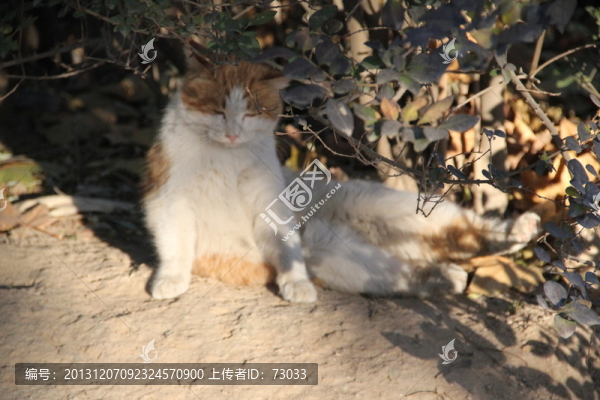 貓咪,,賣萌貓咪,,寵物貓