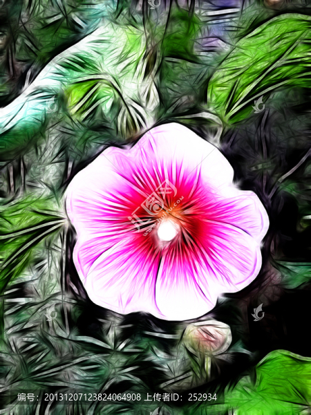 花兒
