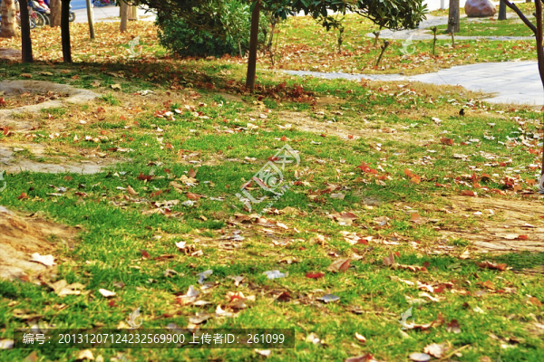 枝葉花草果實,（放大無噪）