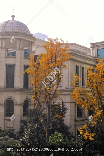 別墅秋景,歐式建筑