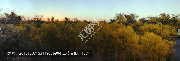 胡楊林,額濟納（高清大畫幅）
