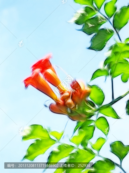 凌霄花