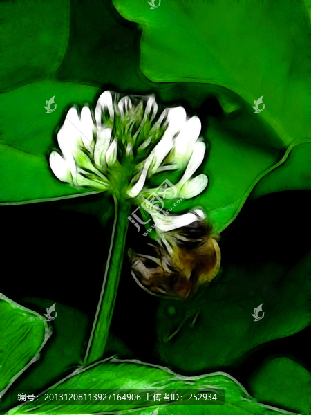 蜜蜂與花兒