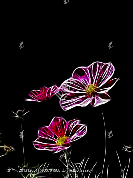 波斯菊