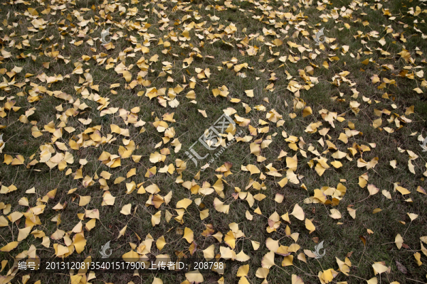 落葉