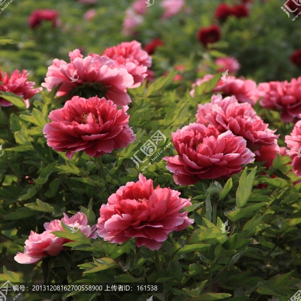 牡丹花