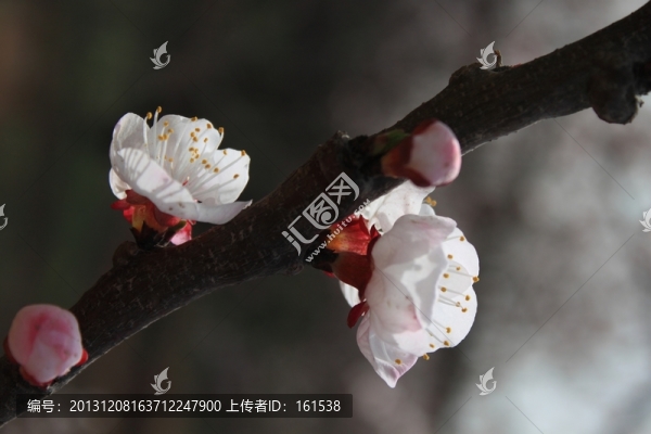 梅花