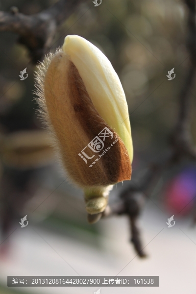 白色玉蘭花