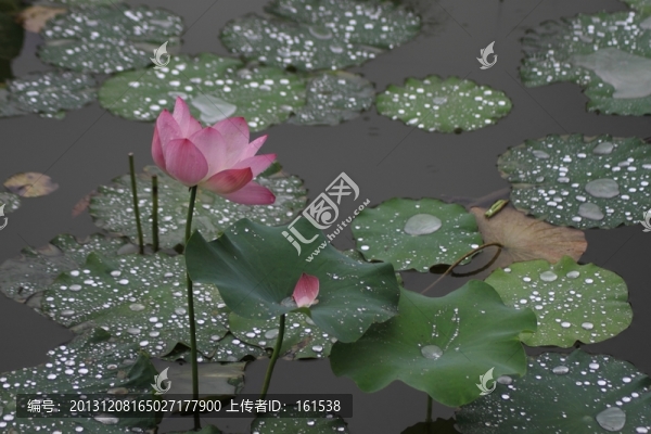 雨中荷花
