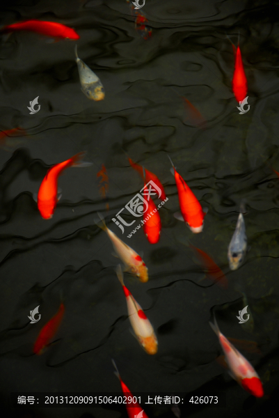 錦鯉魚