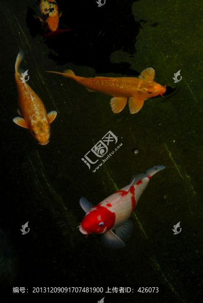 錦鯉魚