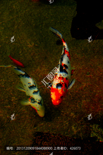錦鯉魚