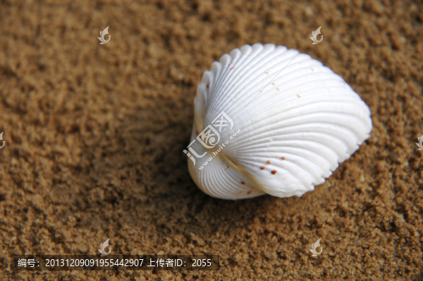 海蚌