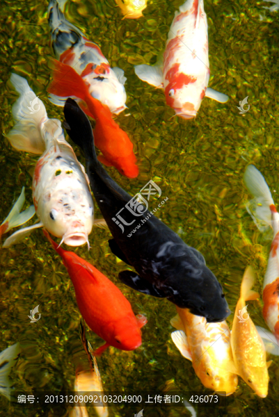 錦鯉魚