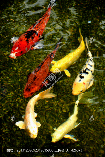 錦鯉魚