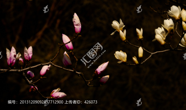 紫色白色玉蘭花