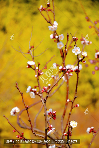 李子花開