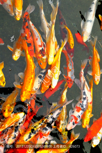 錦鯉魚