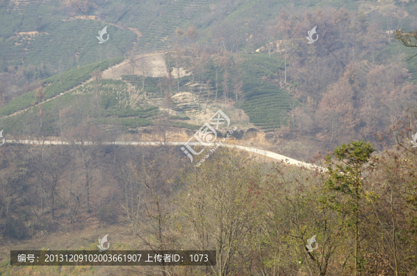 深秋山區(qū)茶園