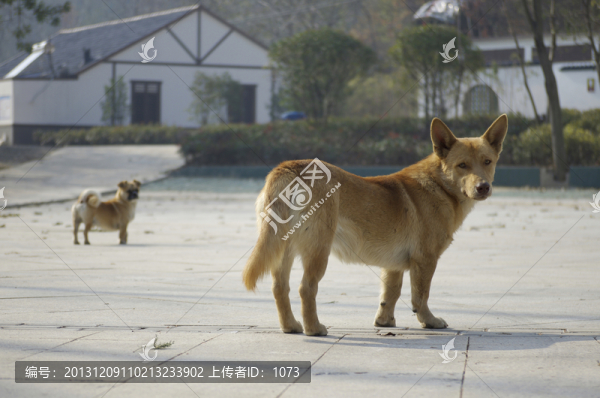 村莊小狗