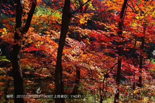 楓樹林