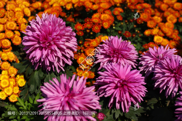 菊花
