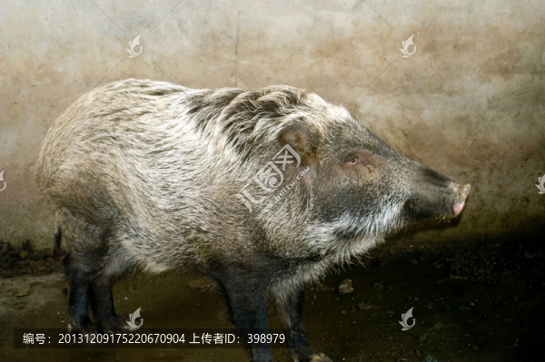 野豬