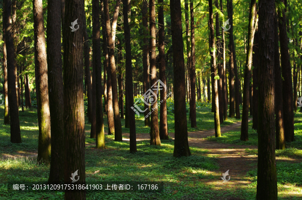 樹林