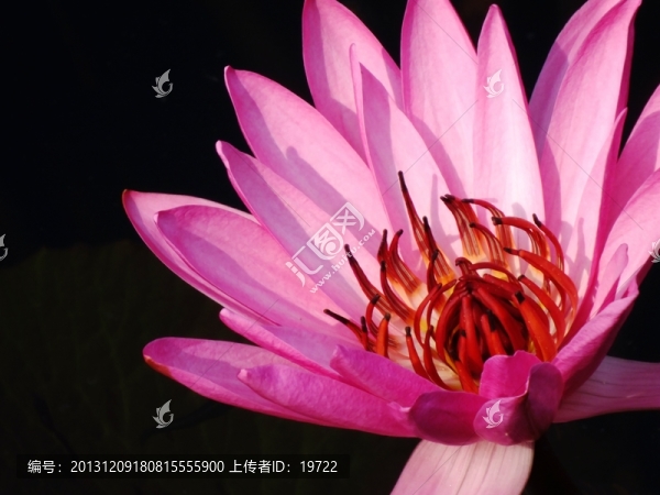 紅色蓮花