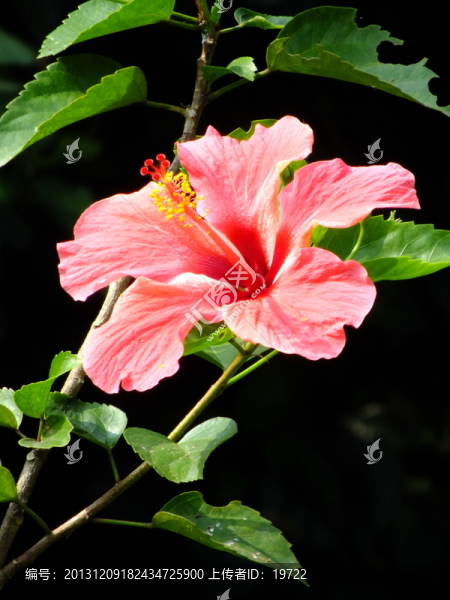 木槿花