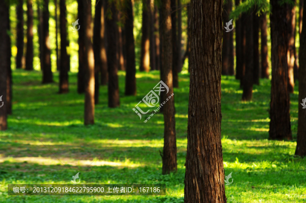 樹林