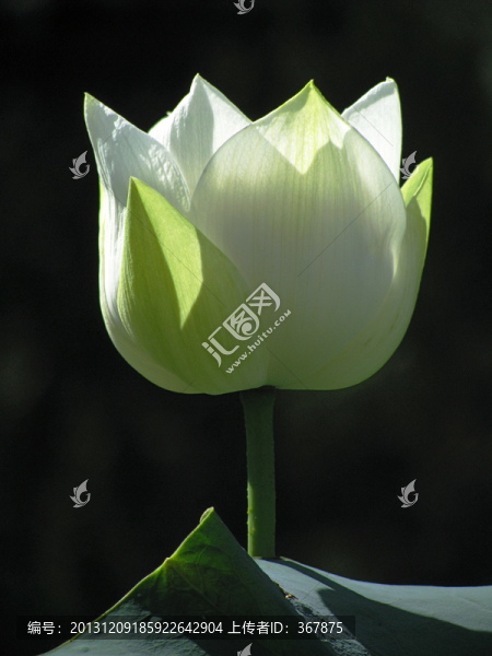 白色荷花