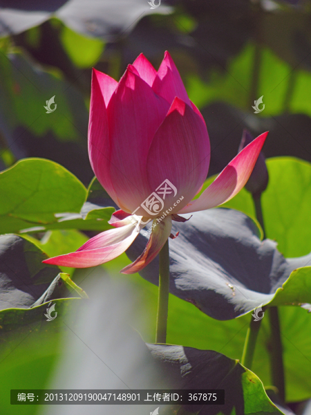 荷花