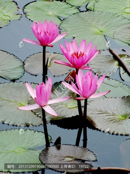 紅色蓮花